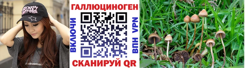 blacksprut онион  Городовиковск  Псилоцибиновые грибы Psilocybe  сколько стоит 